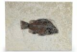 Detailed Fossil Fish (Priscacara) - Wyoming #269786-1